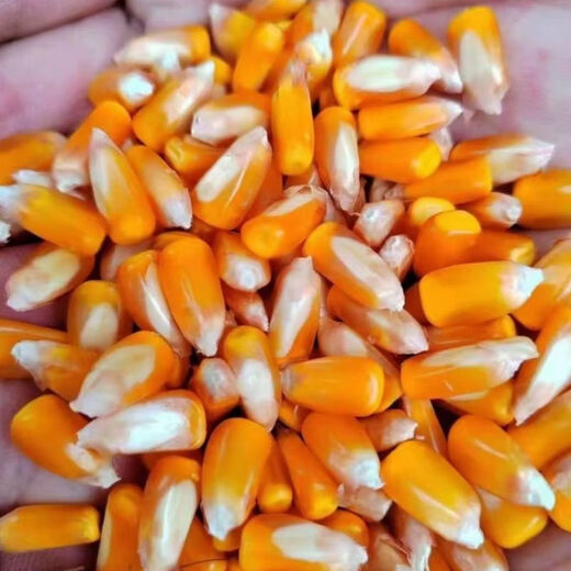 Nationally approved Huaxi 836 original low-stem red shaft large stick heat-resistant, lodging-resistant and disease-resistant Original Huaxi 836 (4400 capsules) 1 bag