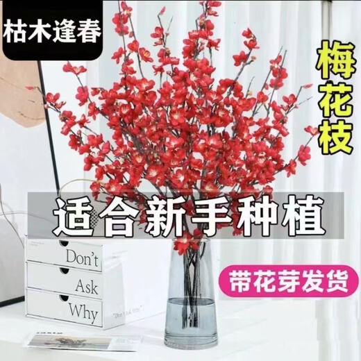 Full of blooms, red plum hydroponic fresh branches with buds, flowers and plants, indoor water-cultured dried wintersweet flowers, 60-70cm red plum fresh branches, 15 branches, a must-have in winter, with buds and nutrient solution