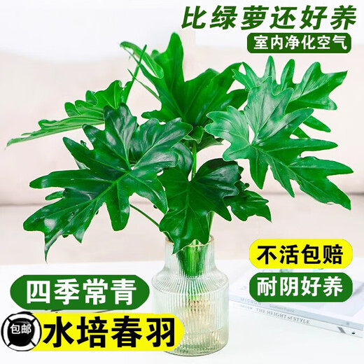 Dragon Scale Spring Feather Hydroponic Plant Paradise Bird Living Room Pothos Potted Flower Rich Bamboo Monstera A good-to-grow green plant. Fine Spring Feather 20-25cm 1 tree. Free nutrient solution.