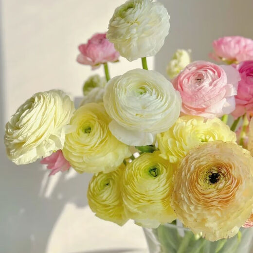 Peony flower base wholesale high-grade peony fresh cut flowers Yunnan fresh flowers bouquet peony yellow 10 branches + imported preservative