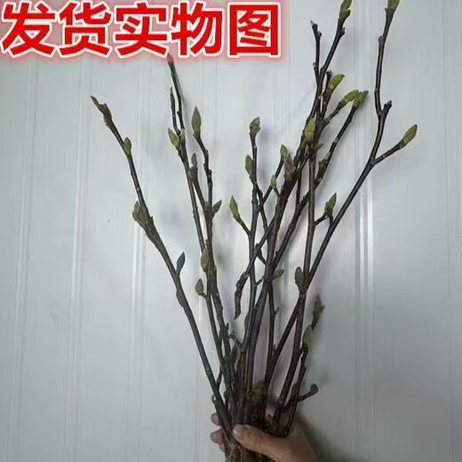 Настоящая магнолия Гидропоника Цветок магнолии сушеные ветки с бутонами свежесрезанные морозостойкие и легко выращиваемые комнатные растения фиолетовая магнолия 60-80 см бутоны красных магнолий поставляются 8 ветвей + удобрение