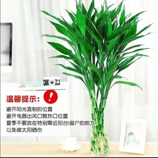 To attract wealth and bring good luck, hydroponic lucky bamboo furniture and office display green plants, free nutrient solution, hydroponic lucky bamboo, medium lucky bamboo 8 pieces, 70CM-75CM