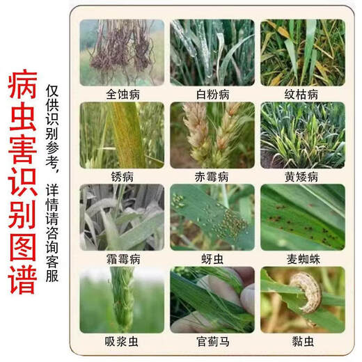 Wheat package, one spray, three preventions, wheat production increase, disease prevention, antibacterial, insecticide, anti-falling, strong seedlings, increase production package, 10-in-1 (1 mu package)