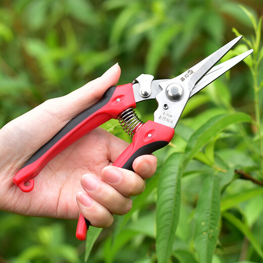 立锦园艺植物修剪花卉剪刀果剪刀摘果剪枇杷摘果器采果剪剪花枝剪刀 T-719日本钢采果剪