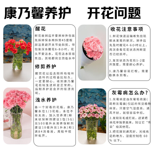 Carnation flowers Yunnan base straight hair Goddess Day gift bouquet multi-color flowering period long Chinese Valentine's Day gift 3 pink carnations 10 branches