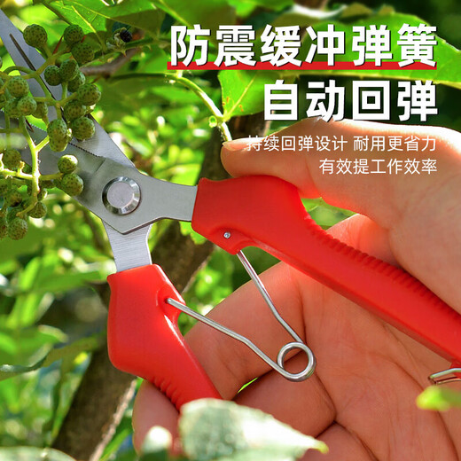 Fruit picking scissors, fruit thinning scissors, grape flower thinning scissors, flower pruning scissors, citrus pepper picking twig scissors, fruit picking scissors, short curved blade scissors