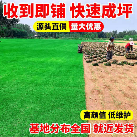 Turf soil real lawn with soil four-season green Manila turf villa courtyard greening grass Taiwan grass 0.5 square meters green grass buy 5 square meters and get 0.5 square meters