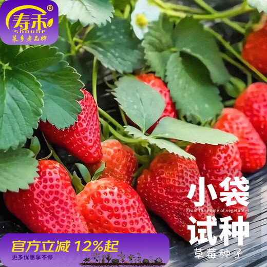Shouhe Cream Strawberry Seeds Indoor Four Seasons Winter and Spring Potted Cream White Strawberry Winter and Spring Sowing Seeds Cream Red Strawberry Seeds Small Bag Trial Planting About 100