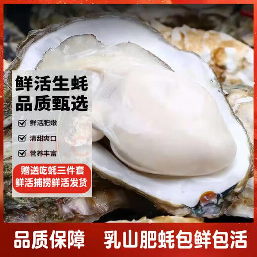 Fresh Rushan oysters, fresh and authentic Rushan oysters, 5 Jin Jin equals 0.5 kg box/10 Jin Jin equals 0.5 kg box, extra large freshly caught 5X extra large oysters (15-22 pieces per box) with box 10 Jin Jin equals 0.5 kg