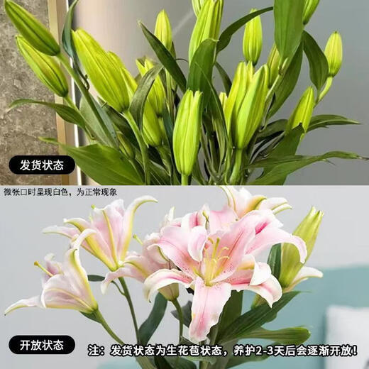 Carnation flowers Yunnan base straight hair Goddess Day gift bouquet multi-color flowering period long Chinese Valentine's Day gift 3 random mixed color lily 6 buds