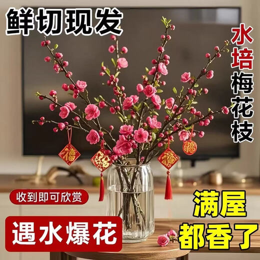 Full of blooms, red plum hydroponic fresh branches with buds, flowers and plants, indoor water-cultured dried wintersweet flowers, 60-70cm red plum fresh branches, 15 branches, a must-have in winter, with buds and nutrient solution