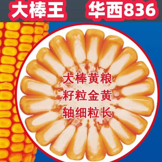 Nationally approved Huaxi 836 original low-stem red shaft large stick heat-resistant, lodging-resistant and disease-resistant Original Huaxi 836 (4400 capsules) 1 bag