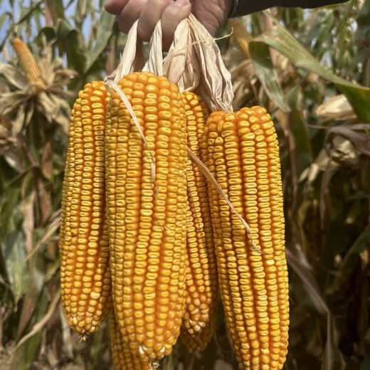 Nongda Meiya 81 corn seed, purple stems, purple leaves, lodging resistance, high yield, dent big stick, golden grain Nongda Meiya 81 corn seed, purple stem, purple leaves, lodging resistance, high yield, dent big stick