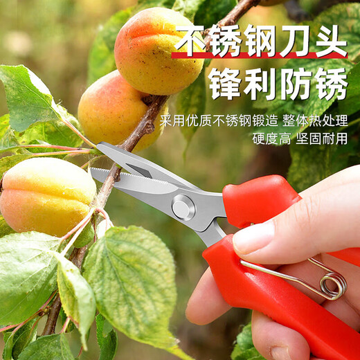 Fruit picking scissors, fruit thinning scissors, grape flower thinning scissors, flower pruning scissors, citrus pepper picking twig scissors, fruit picking scissors, short curved blade scissors