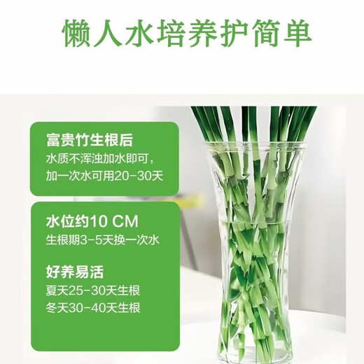 To attract wealth and bring good luck, hydroponic lucky bamboo furniture and office display green plants, free nutrient solution, hydroponic lucky bamboo, medium lucky bamboo 8 pieces, 70CM-75CM