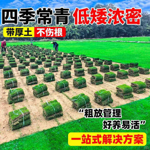 Turf soil real lawn with soil four-season green Manila turf villa courtyard greening grass Taiwan grass 0.5 square meters green grass buy 5 square meters and get 0.5 square meters