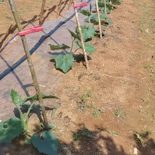 Special clip for hanging winter melon, large vine support, wholesale mangosteen, tomato, cucumber, vine support, tying branches and fixed vine clip, large red clip 100 pieces