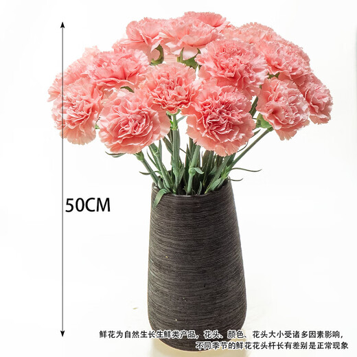 Carnation flowers Yunnan base straight hair Goddess Day gift bouquet multi-color flowering period long Chinese Valentine's Day gift 3 pink carnations 10 branches
