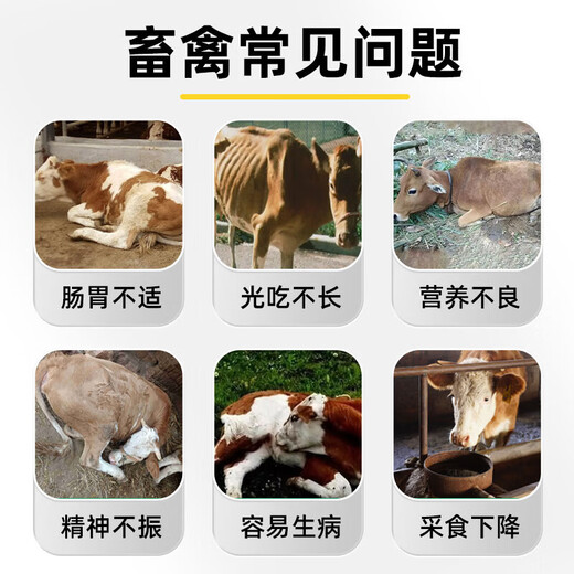 Live bacterial peptides for cattle and sheep to enlarge the skeleton and promote growth. Veterinary calves and lambs are enlarged and fattened. Feed additives 2 bags to supplement nutrition.