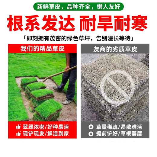 Turf soil real lawn with soil four-season green Manila turf villa courtyard greening grass Taiwan grass 0.5 square meters green grass buy 5 square meters and get 0.5 square meters
