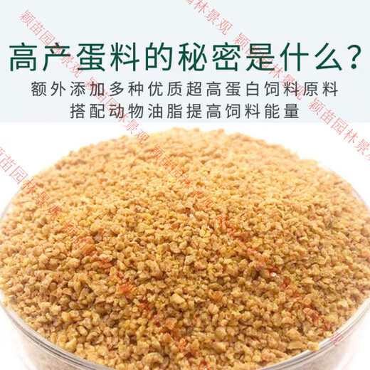 His old aunt's rutin chicken feed, quail special chicks, brooding laying hens, universal rutin chicken laying chicks 5, brooding quail rutin chicken feed 2Jin Jin equal to 0.5 kg trial pack