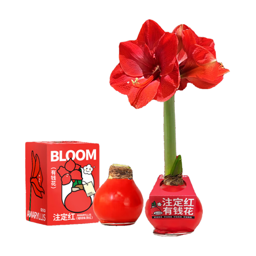 Jingdong Flowers Rich Amaryllis Gift Box Version Wax Ball Circumference 26-28cm Random New Year's Eve Gift Source Straight Hair
