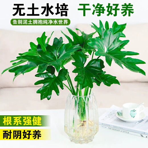 Dragon Scale Spring Feather Hydroponic Plant Paradise Bird Living Room Pothos Potted Flower Rich Bamboo Monstera A good-to-grow green plant. Fine Spring Feather 20-25cm 1 tree. Free nutrient solution.