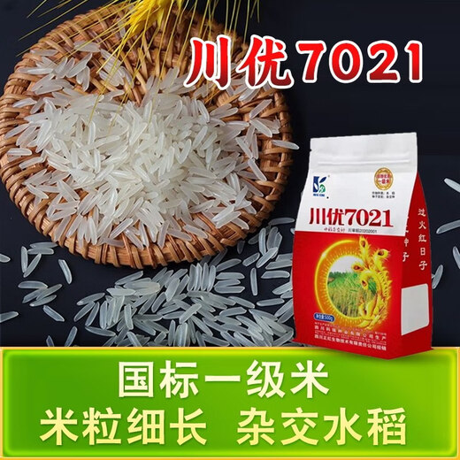 Long-grain fragrant rice Chuanyou 7021 rice seed national standard first-grade fragrant rice has a soft taste but not glutinous and chewy Chuanyou 7021 500g/bag 2 bags