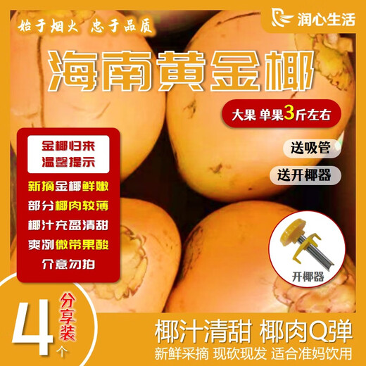 Jinrunxin Hainan Golden Coconut Freshly Picked Green Coconut Large Fruit Natural Coconut Water Coconut Juice Coconut Egg Pregnant Women Fruit Amniotic Water Sharing Pack 4 (Large Fruit Single Fruit Approximately 3Jin Jin is equal to 0.5kg)