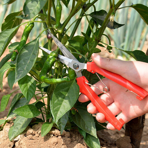 Fruit picking scissors, fruit thinning scissors, grape flower thinning scissors, flower pruning scissors, citrus pepper picking twig scissors, fruit picking scissors, short curved blade scissors