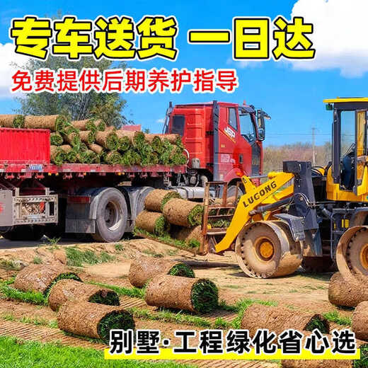 Turf soil real lawn with soil four-season green Manila turf villa courtyard greening grass Taiwan grass 0.5 square meters green grass buy 5 square meters and get 0.5 square meters