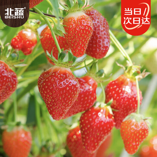 Beishu red strawberry seeds seedlings four seasons potted balcony indoor courtyard fruit seeds cream strawberry seeds 1000 capsules