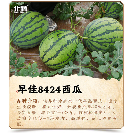 New varieties of Beishu Kirin watermelon seeds, Lazy Man, Southern Meidu watermelon seeds, Zaojia 8424 watermelon seeds 50g/barrel