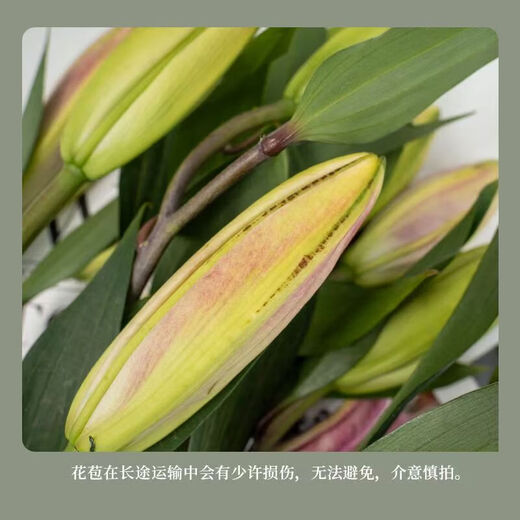 Perfume lily, flowers for Buddha, Yunnan straight-haired fresh-cut flowers, water-raised flower arrangement, white, yellow and pink, Chinese Valentine's Day gift, random perfume lily mixed color, 6 flowers, high-quality lily
