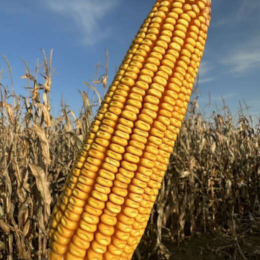 Nongda Meiya 81 corn seed, purple stems, purple leaves, lodging resistance, high yield, dent big stick, golden grain Nongda Meiya 81 corn seed, purple stem, purple leaves, lodging resistance, high yield, dent big stick