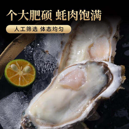 Fresh Rushan oysters, fresh and authentic Rushan oysters, 5 Jin Jin equals 0.5 kg box/10 Jin Jin equals 0.5 kg box, extra large freshly caught 5X extra large oysters (15-22 pieces per box) with box 10 Jin Jin equals 0.5 kg