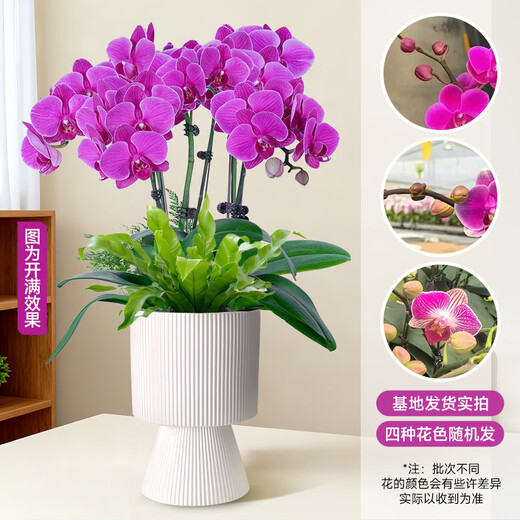 Aiyoushang Phalaenopsis with buds potted autumn and winter orchid seedlings New Year's Eve flowers four seasons flowers and plants purple six indoor source straight hair