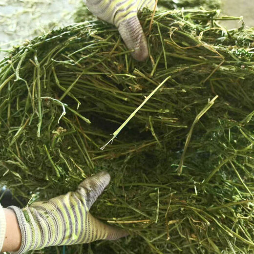 Alfalfa hay for cattle, sheep and horses, sheep grass, alpaca large zoo feed, alfalfa 100kg