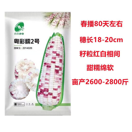 Большая площадь посева черного и белого желтого цвета, сладкая плюс восковая суперсладкая фруктовая кукуруза, высокая урожайность и ранний срок созревания, оптовая продажа Guangdong Cainuo № 2 One Jin Jin, равна 0,5 кг.