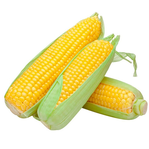 Ван Юаньсин Супер сладкие восковые фрукты Семена кукурузы Каменный сахар Молоко Весна и лето Четыре сезона Красочные овощи Раннеспелые семена белой кукурузы Huanai 23 Фруктовая кукуруза 100 г Весенний посев Супер сладкая кукуруза