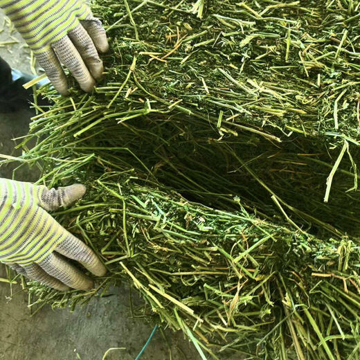 Alfalfa hay for cattle, sheep and horses, sheep grass, alpaca large zoo feed, alfalfa 100kg