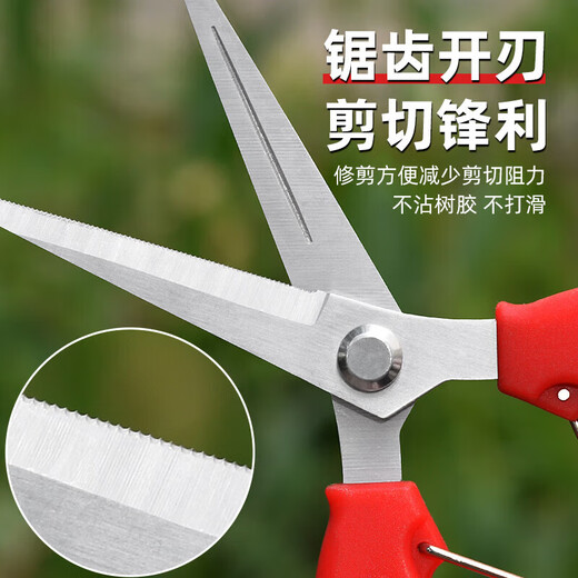 Fruit picking scissors, fruit thinning scissors, grape flower thinning scissors, flower pruning scissors, citrus pepper picking twig scissors, fruit picking scissors, short curved blade scissors