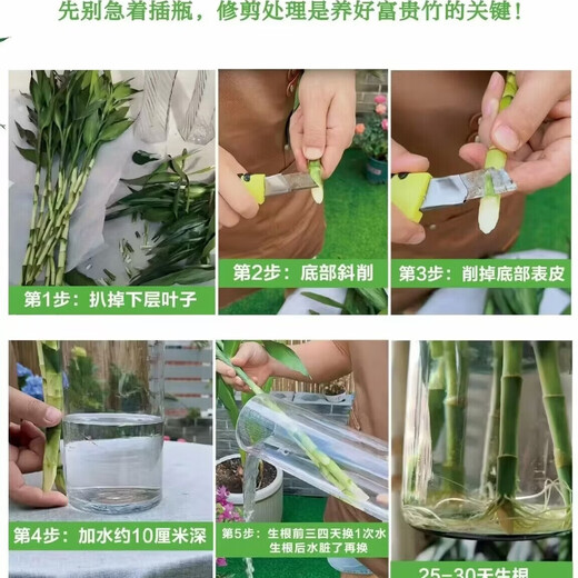 To attract wealth and bring good luck, hydroponic lucky bamboo furniture and office display green plants, free nutrient solution, hydroponic lucky bamboo, medium lucky bamboo 8 pieces, 70CM-75CM