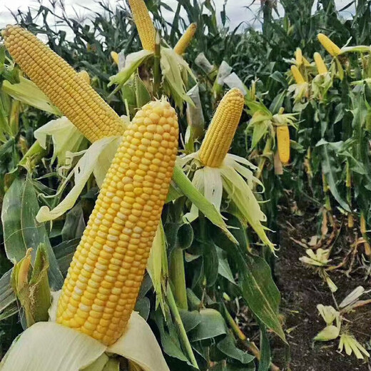 Ван Юаньсин Супер сладкие восковые фрукты Семена кукурузы Каменный сахар Молоко Весна и лето Четыре сезона Красочные овощи Раннеспелые семена белой кукурузы Huanai 23 Фруктовая кукуруза 100 г Весенний посев Супер сладкая кукуруза