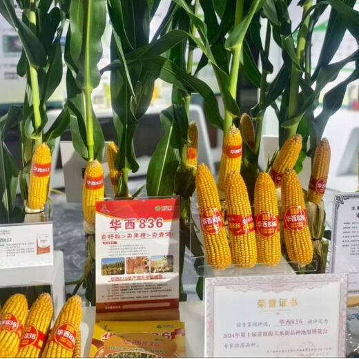 Nationally approved Huaxi 836 original low-stem red shaft large stick heat-resistant, lodging-resistant and disease-resistant Original Huaxi 836 (4400 capsules) 1 bag