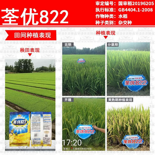 Wangyuan Xingquanyou 822 высокоурожайный и стабильный гибридный рис, устойчивый к полеганию, высокой температуре, твердый и устойчивый к удобрениям, высококачественный суперрис оптом Quanyou 822 5Jin Jin, равный 0,5 кг + средство для замачивания семян + мешок для замачивания семян