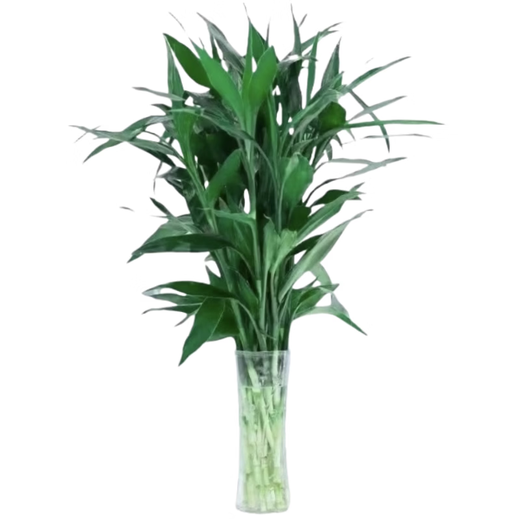 To attract wealth and bring good luck, hydroponic lucky bamboo furniture and office display green plants, free nutrient solution, hydroponic lucky bamboo, medium lucky bamboo 8 pieces, 70CM-75CM