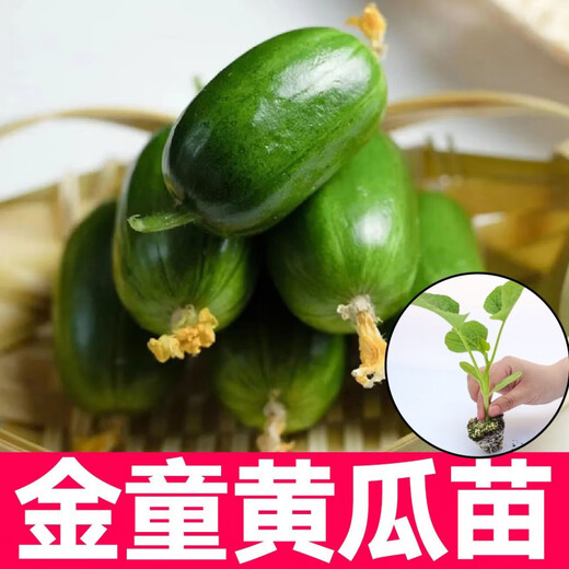 Mini Golden Boy Cucumber Seedlings with Soil Balls Spring and Autumn Four Seasons Potted Plants Spring and Autumn North and South Planting Cucumber Seeds Genuine Golden Boy Cucumber Seeds 10 Song Fei