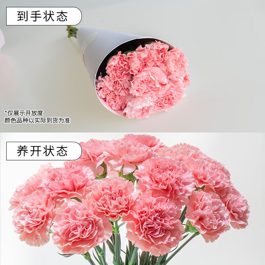 Carnation flowers Yunnan base straight hair Goddess Day gift bouquet multi-color flowering period long Chinese Valentine's Day gift 3 pink carnations 10 branches