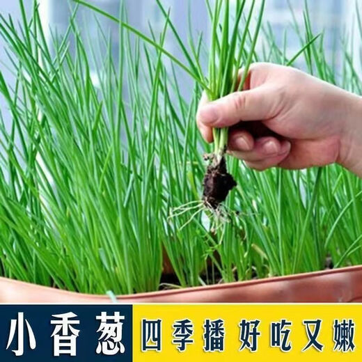 Onion, ginger, garlic, general soil, flower and vegetable nutrition soil, nursery soil, flowers, golden kudzu, special organic soil fertilizer, flower nutrition soil 20Jin Jin is equal to 0.5kg